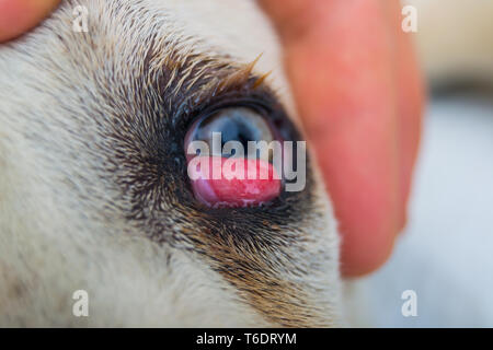 cane corso dog breed with cherry eye Stock Photo