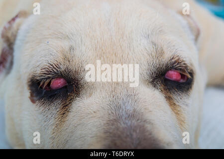 cane corso dog breed with cherry eye Stock Photo