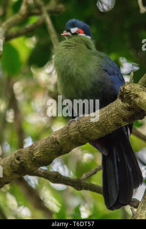 White-cheeked turaco (Tauraco leucotis), Birds of Eden, Plettenberg Bay, South Africa. Stock Photo