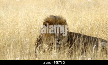 Lion hiding in the grass, Etosha National Park, Namibia Stock Photo
