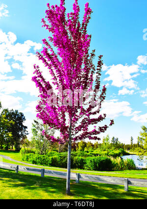 Fire in the Sky an Amazing Neon Pink Tree in Lush Green Park with Cloudy Blue Sky Backdrop Stock Photo