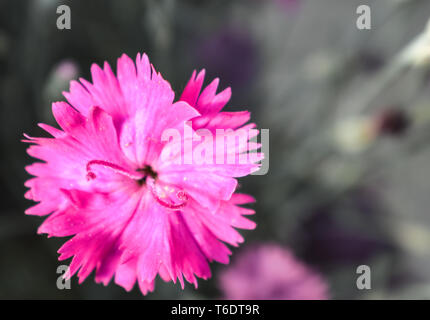 Beautiful Dianthus gratianopolitanus 'Firewitch' Flower Blossom with Fuzzy White stamens Stock Photo