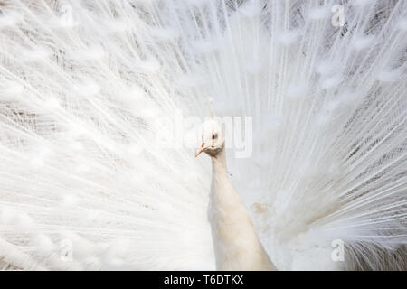 Frame filling image of a white Peafowl with its wings out seen in the spring time of 2019 in Norfolk, England. Stock Photo