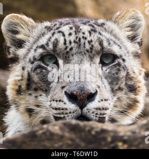 Square crop head shot of a Snow Leopard as it watches on from a high vantage point in rocks in England.  Seen in the spring of 2019. Stock Photo