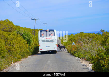 Karpas Peninsula, Turkish Northern Cyprus - Oct 3rd 2018: Two donkeys standing on the road next to the tourist bus. Wild donkeys are local attraction. Stock Photo