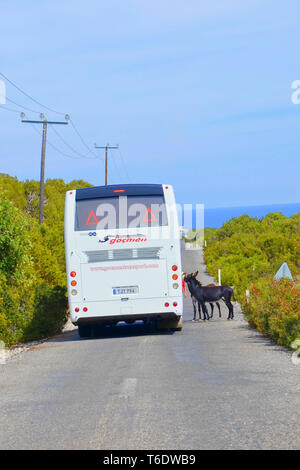 Karpas Peninsula, Turkish Northern Cyprus - Oct 3rd 2018: Two wild donkeys standing on the road by tourist bus. The tourists can touch and feed them Stock Photo