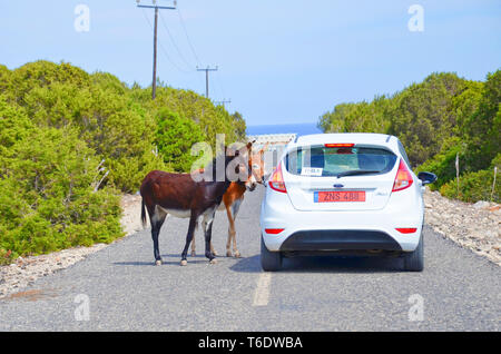 Karpaz Peninsula, Turkish Northern Cyprus - Oct 3rd 2018: Two cute donkeys standing on the countryside road by the car with tourists. Stock Photo