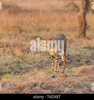 A female cheetah walking in open scrub towards viewer, square format, Ol Pejeta Conservancy, Laikipia, Kenya, Africa Stock Photo