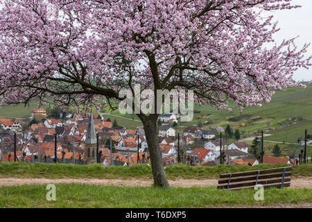 Blossoming almond tree (Prunus dulcis) over Birkweiler Stock Photo