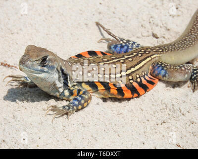 Lizard on the sandy beach Stock Photo
