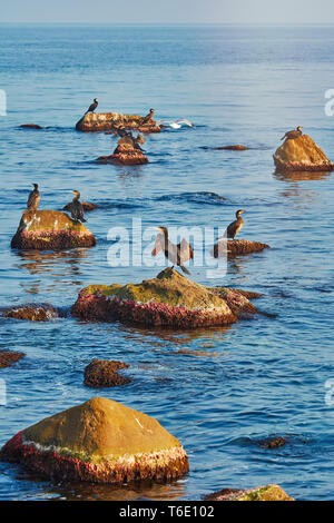 Cormorants on the Rocks Stock Photo