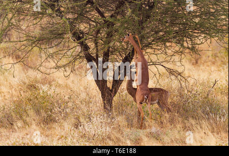 Gerenuk pair, two Litocranius walleri, standing to feed at green bush stretching long neck. Samburu National Reserve, Kenya, East Africa Stock Photo