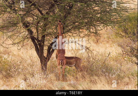 Gerenuk pair, two Litocranius walleri, standing to feed at green bush stretching long neck. Samburu National Reserve, Kenya, East Africa Stock Photo