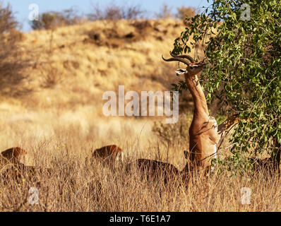 Male gerenuk, Litocranius walleri, standing to feed at green bush stretching long neck. Samburu National Reserve, Kenya, East Africa Stock Photo