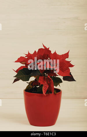 christmas flower red Poinsettia in the pot Stock Photo