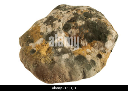 Moldy round bread isolated on white Stock Photo