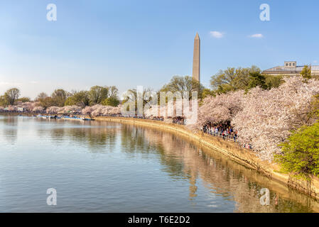 Tens of Thousands of Tourists Throng the Tidal Basin in Washington DC to View Cherry Blossoms Stock Photo