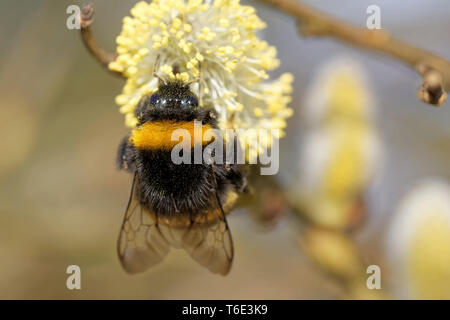 bumblebee on a catkin Stock Photo