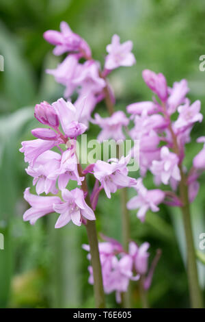 Hyacinthoides hispanica. Pink Spanish bluebells.