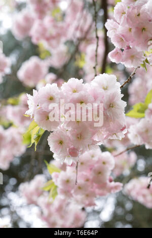 Prunus 'Ichiyo' blossom. Cherry blossom in an English garden. Stock Photo