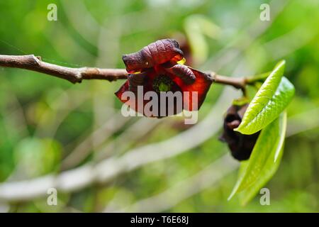 Pappaw asimina triloba imagem de stock. Imagem de flora - 208322961