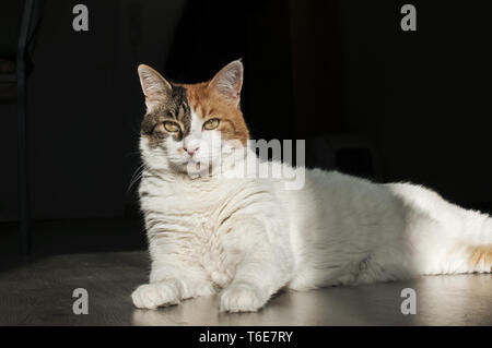 Female cat lying in sunlight shadow on house wooden floor Stock Photo