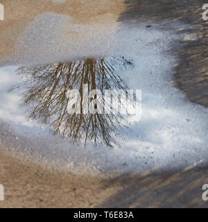 Reflection of a tree in a puddle on a path Stock Photo