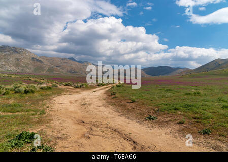 Countryside dirt road curving fields towards hills under bright blue sky with white clouds. Stock Photo