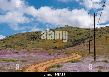Dirt road and utility poles leading through fields of colorful wildflowers towards green hills beyond under bright blue sky sky with white fluffy clouds. Stock Photo
