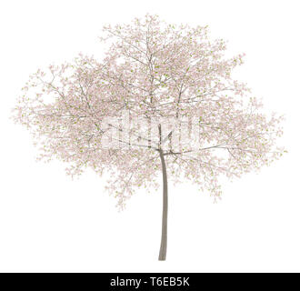 flowering cherry tree isolated on white background Stock Photo