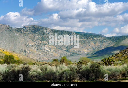Springtime in the desert with sagebrush, Joshua trees and wildflowers. Valley with mountains beyond under bright blue skies with white fluffy clouds.
