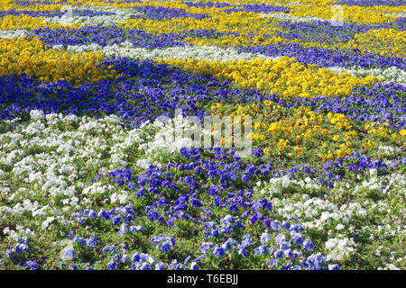 Pansies, viola tricolor Stock Photo