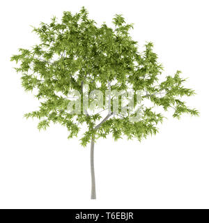 peach tree isolated on white background Stock Photo