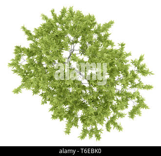 top view of peach tree isolated on white background Stock Photo