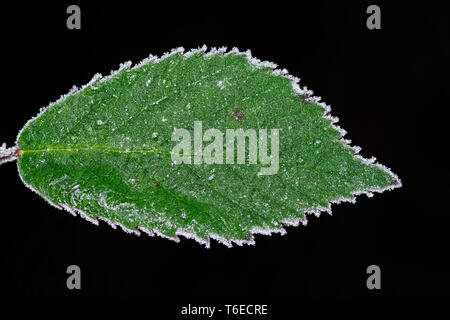 ice crystals on a leaf Stock Photo