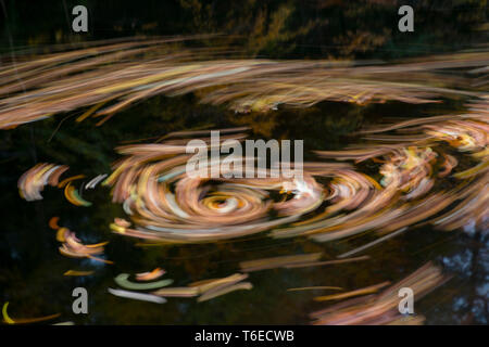 Pitlochry; Leaves in the River Tummel; Scotland; UK Stock Photo