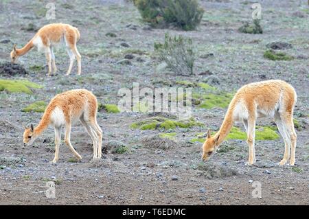 Vicunas In National Park Chimborazo, Ecuador, South America Stock Photo ...