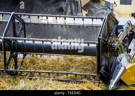 Harvesting wheat with a combine harvester. Stock Photo