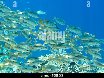 School of bluestripe snapper fish, bluestripe sea perch or blue-line snapper ( Lutjanus kasmira) and friends upon corals of Kri, Raja Ampat Stock Photo