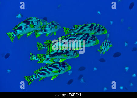 Yellowbanded or diagonal banded sweetlips ( Plectorhinchus lineatus ) and oriental sl. ( Plectorhinchus vittatus ) swimming over coral reef of Bali Stock Photo