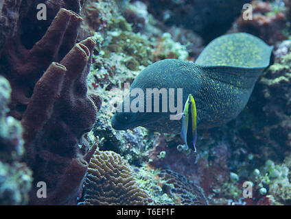 Giant moray eel ( Gymnothorax javanicus ) opens the mouth for cleaning, Bali, Indonesia Stock Photo