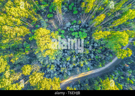 Looking down at gravel road and tall eucalyptus trees glowing in the morning sun - aerial view Stock Photo
