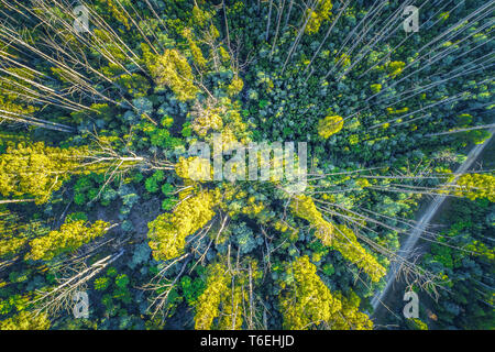 Aerial view - looking down at eucalyptus tree tops Stock Photo