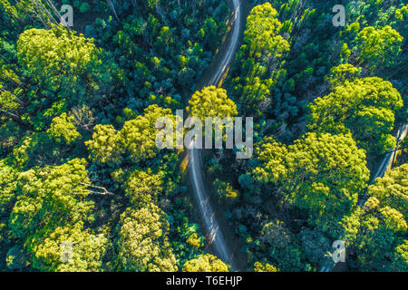 Gravel road winding through eucalyptus forest at sunrise - aerial view
