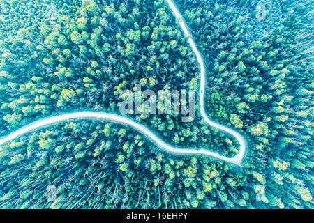 Looking down at lonely car driving through eucalyptus forest - aerial view