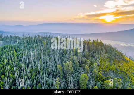 Yarra Ranges National Park at sunset in Victoria, Australia Stock Photo