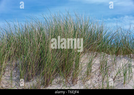 Marram grass at Dune, island near Helgoland, Germany Stock Photo