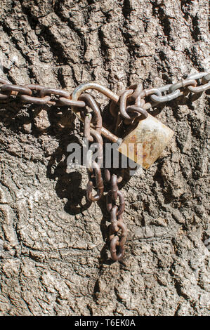 Metal chain with locked padlock Stock Photo