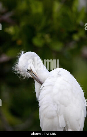 Fuzzy head of a young Great egret bird Ardea alba Stock Photo