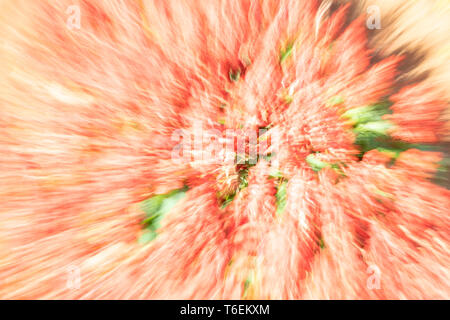 Floral abstract suitable for backgrounds Stock Photo